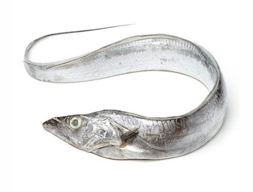 hairtail-fish