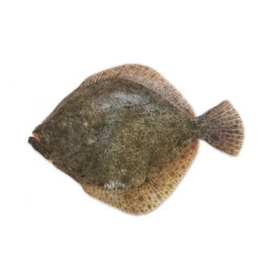 france-turbot-fish