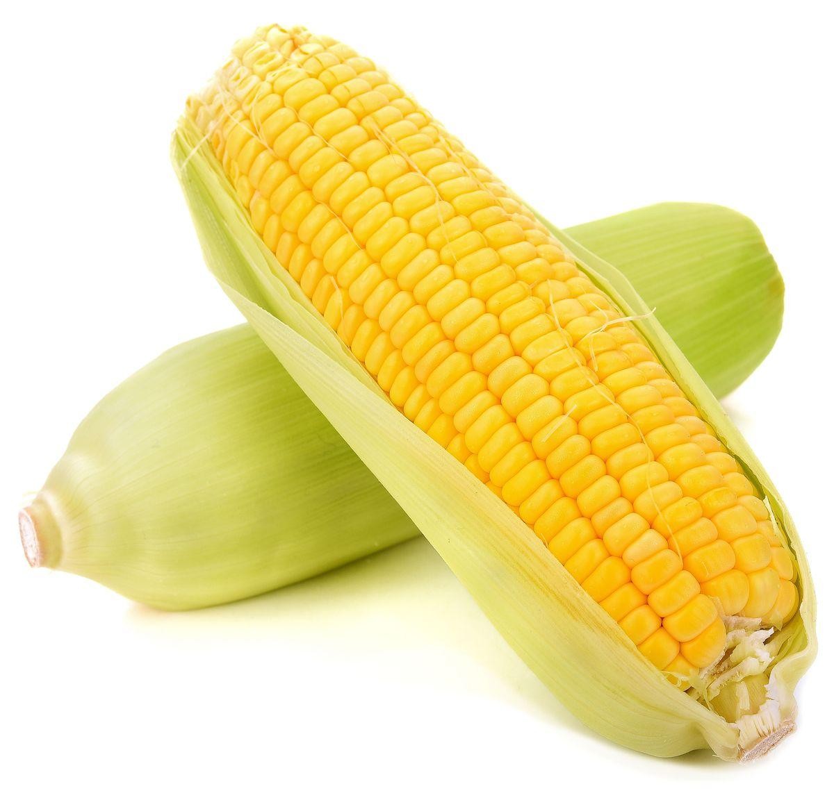 golden-corn-boxed