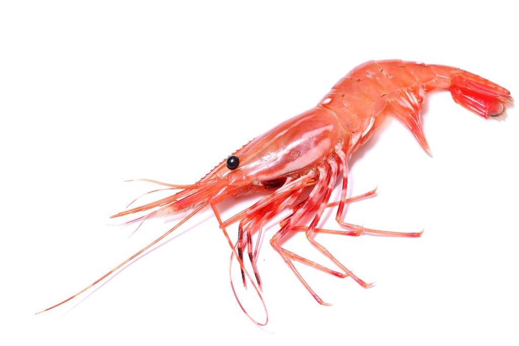 limited-stock-spot-prawns