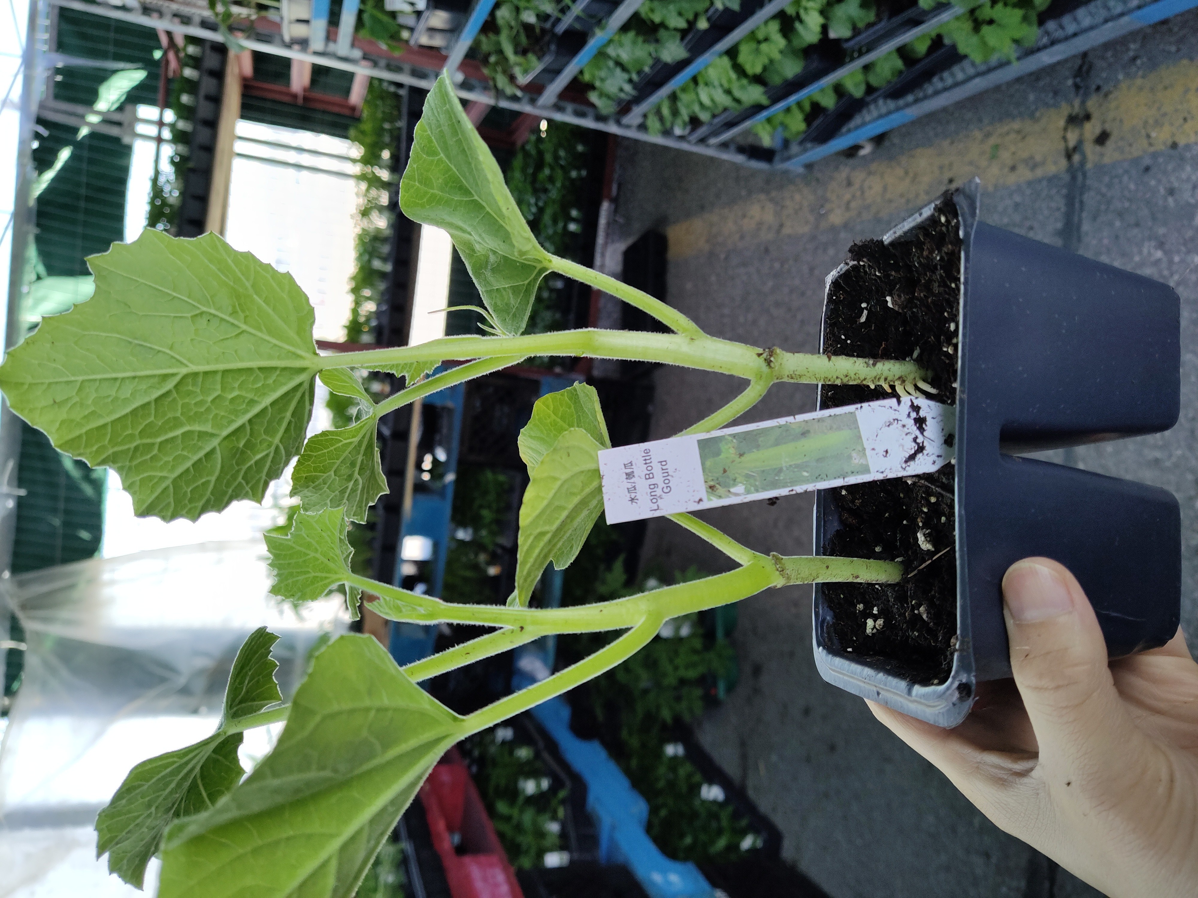 squash-plant-long-bottle-gourd