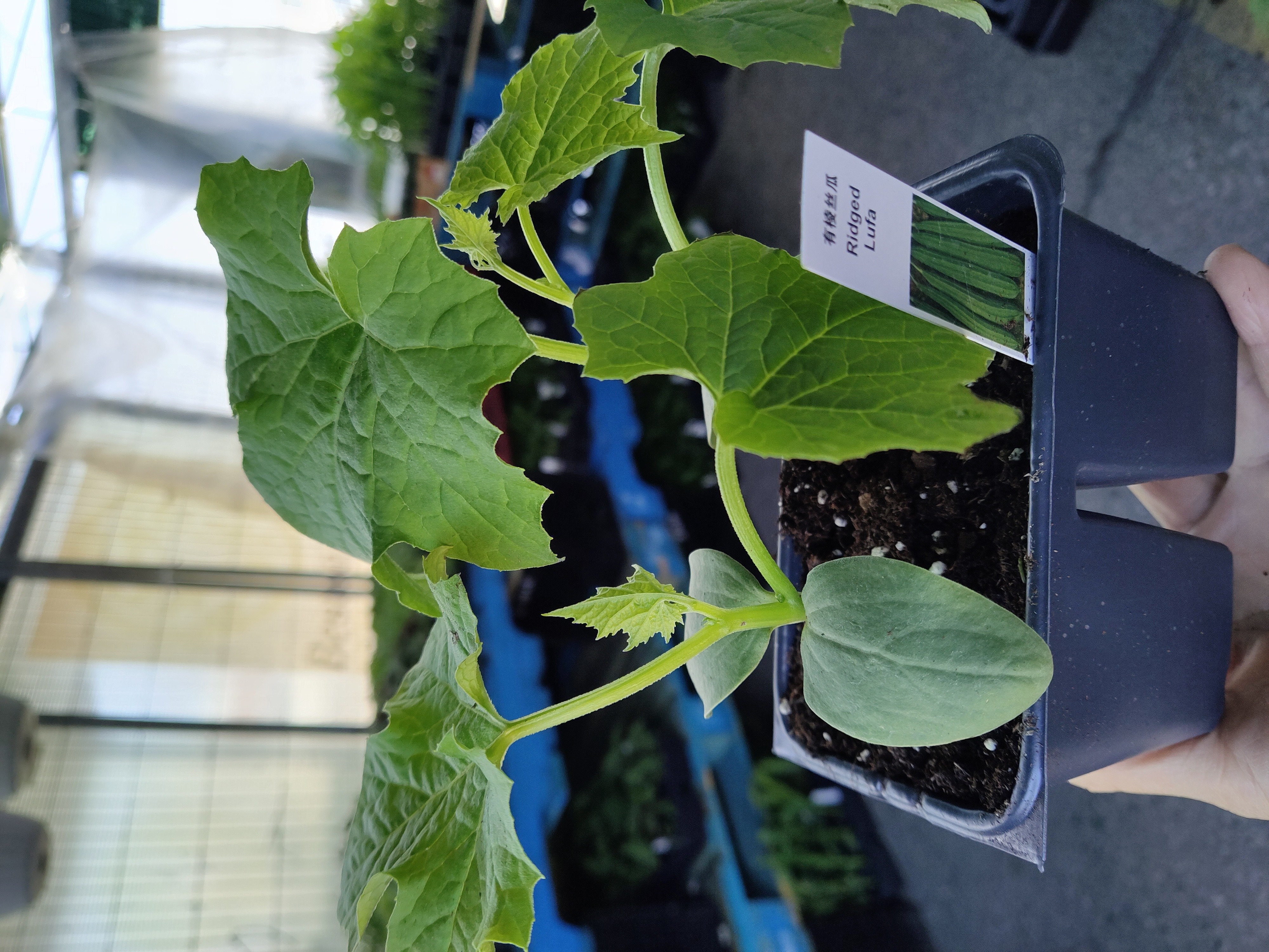 squash-plant-ridged-lufa