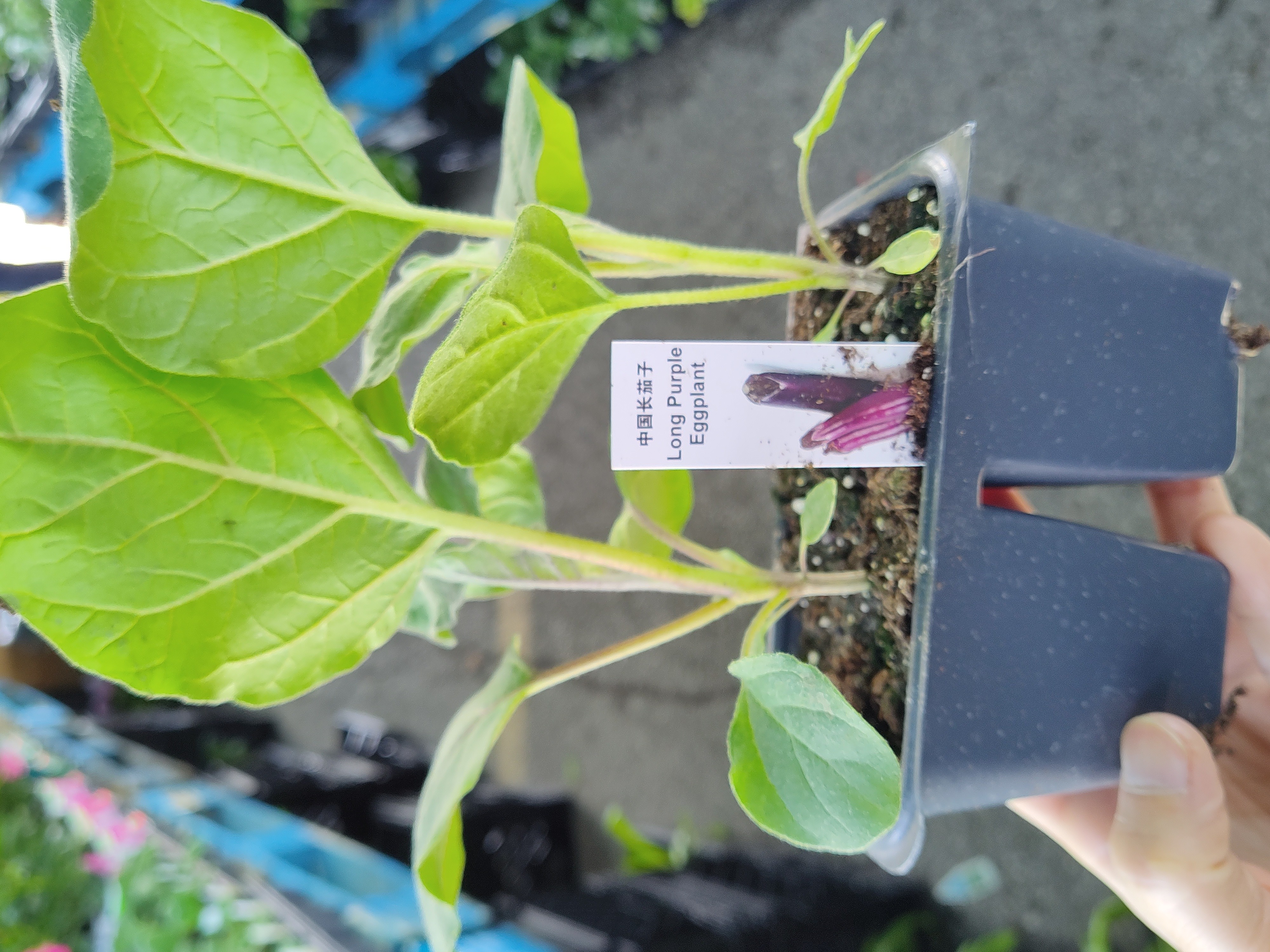 squash-plant-long-purple-eggplant