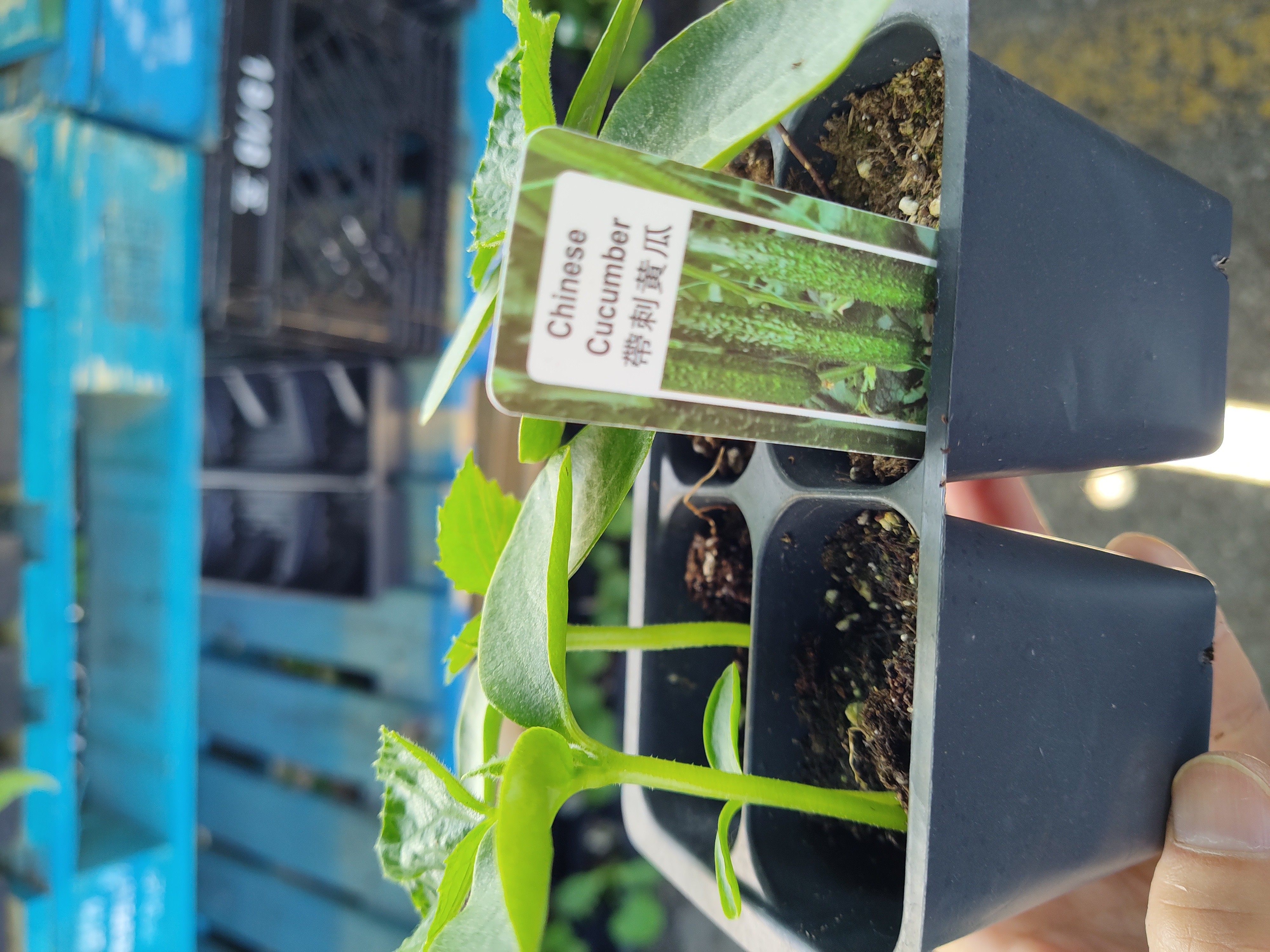 squash-plant-chinese-cucumber