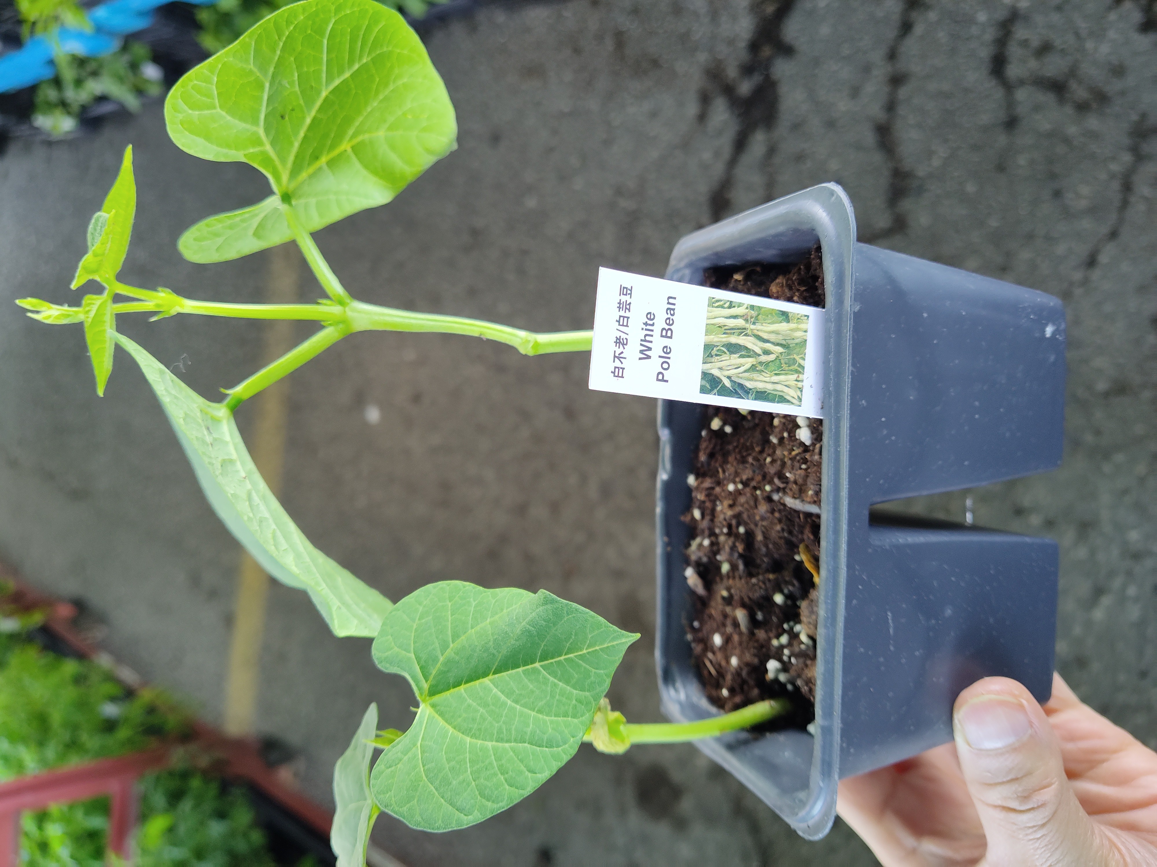 squash-plant-white-pole-bean