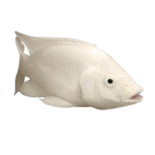 data-swimming-white-fish-approximately-1-5-pounds