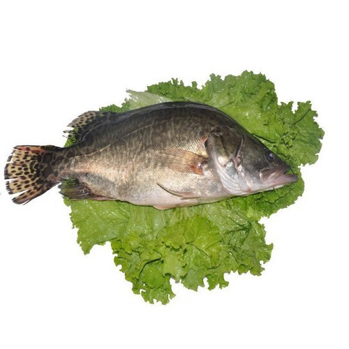live-osmanthus-fishlive-barramundi-approximately-1-lb