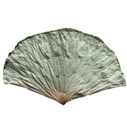 super-dry-lotus-leaf