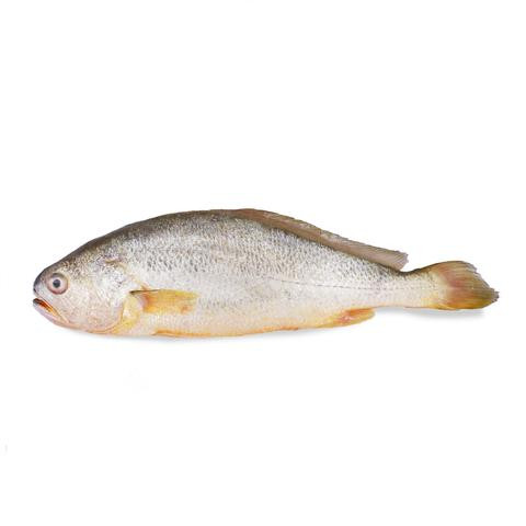 yellow-croaker